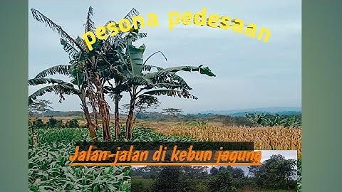 PEMANDANGAN KEBUN JAGUNG DI PEGUNUNGAN KENDAL JAWA TENGAH || VLOG JALAN-JALAN SORE SUASANA PEDESAAN