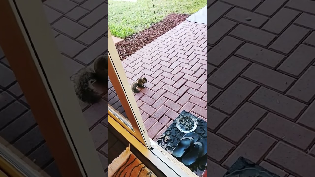 Black Oil Sunflower Seeds🌞 