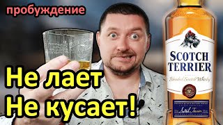 Виски Scotch Terrier - Дружелюбный Виски!