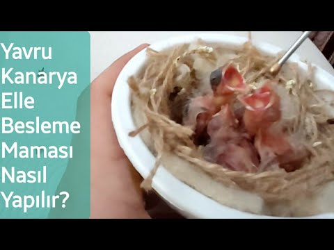 Video: Kanareyə Necə Ad Vermək Olar