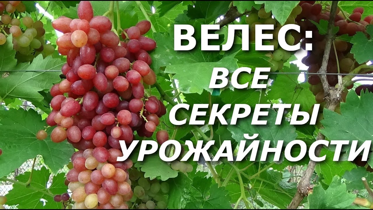 Виноград Велес. Виноград Велес в Подмосковье. Виноград Велес лист. Велес виноград вес. Секреты урожайности