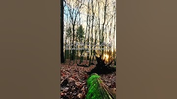ومن الناس من يعبد الله على حرف. ماتيسر من سورة الحج بصوت الشيخ محمد صديق المنشاوي رحمه الله.
