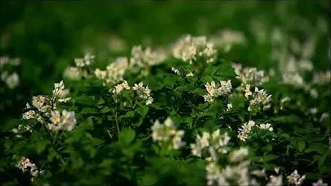 سورة "طه" الآية (٩٩-١٣٥).. بصوت القارئ أحمد الصفار