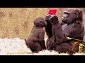FUNNY Monkey Using Tablet #2 |  Smart Monkey |  Funny Pets Compilation
