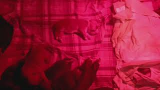 I Love The Apbt Elicarver