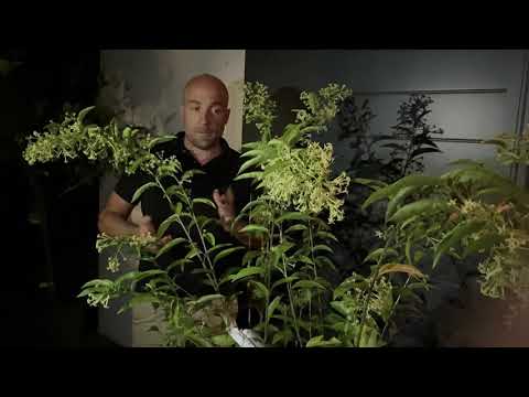 فيديو: العناية بنبات Leucospermum: تعرف على ظروف نمو Leucospermum