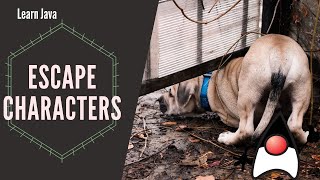 Escape Characters | Learn Java Programming Net Worth