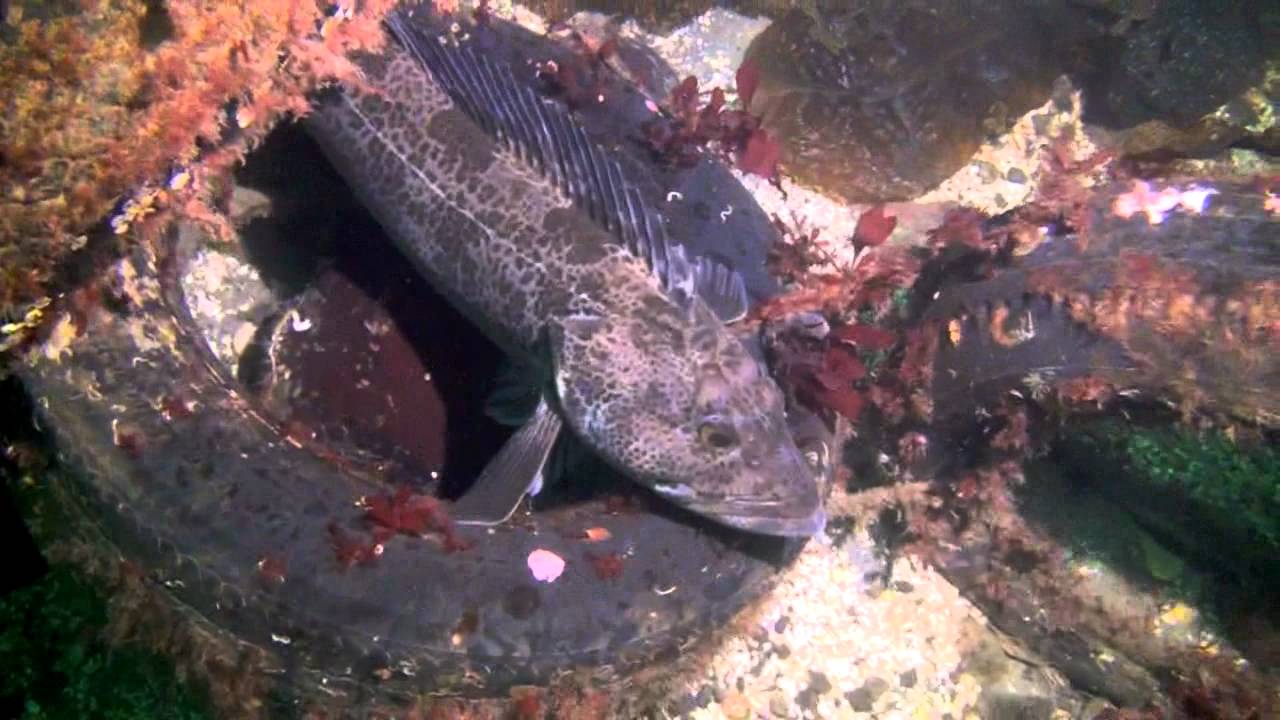 Langley Diving @ Porteau Cove Fun Dive Feb 2012