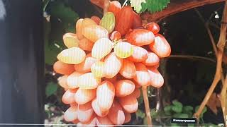 Десятка лучших мускатных форм винограда