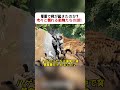 草原で何が起きたのか? 次々と倒れる動物たちの謎! #野生動物 #サバンナ #生態系 #自然の異変 #ドキュメント