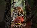 What if jaguars lived in Australia #wildlifeshorts #whatiffacts