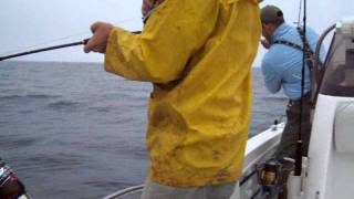 Jeffrey's Ledge, big Pollock