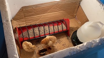 Moving chicks from Incubator to Brooder
