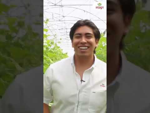 Video: Aprenda por qué los pepinos saben amargos