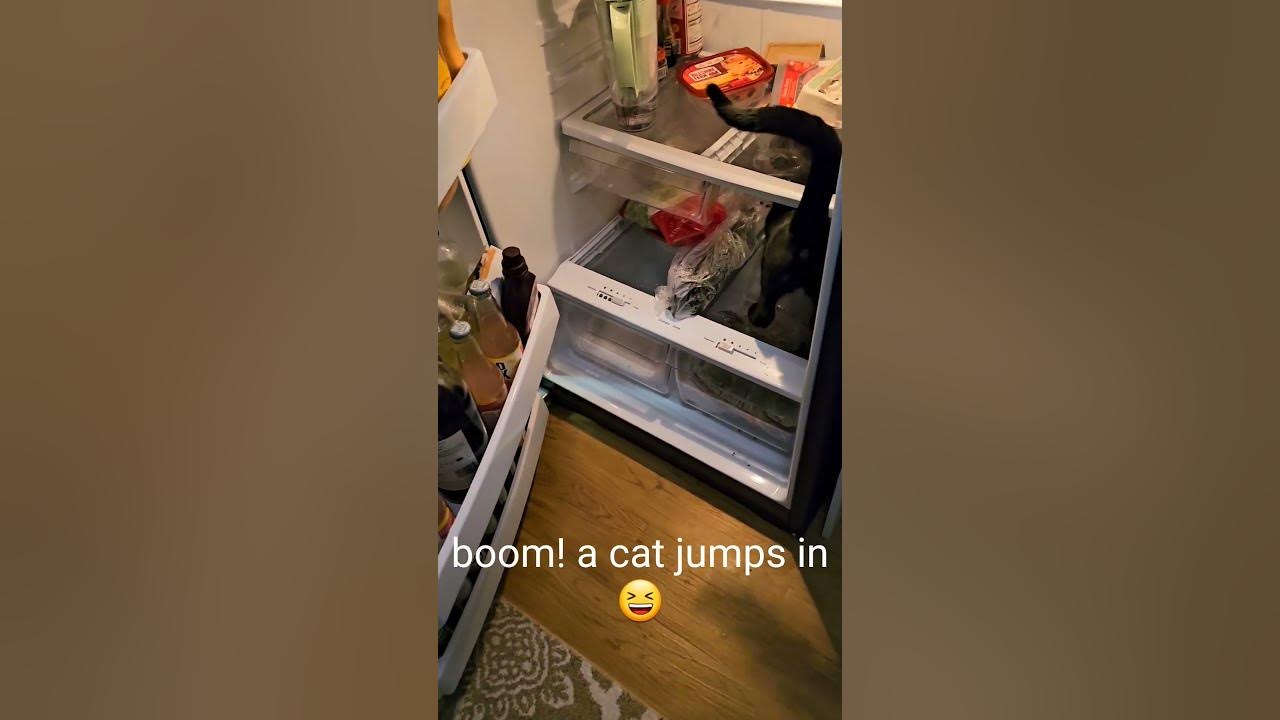 Cute cat jumps in fridge! 😍 YouTube