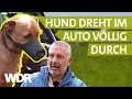 Dem Hund Respekt beibringen | Hunde verstehen (9) | Tierratgeber | WDR