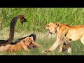 Dangerous! Cobra Kills Lion With Powerful Venom Bite After Being Provoked By Lion Cubs - Lion, Snake