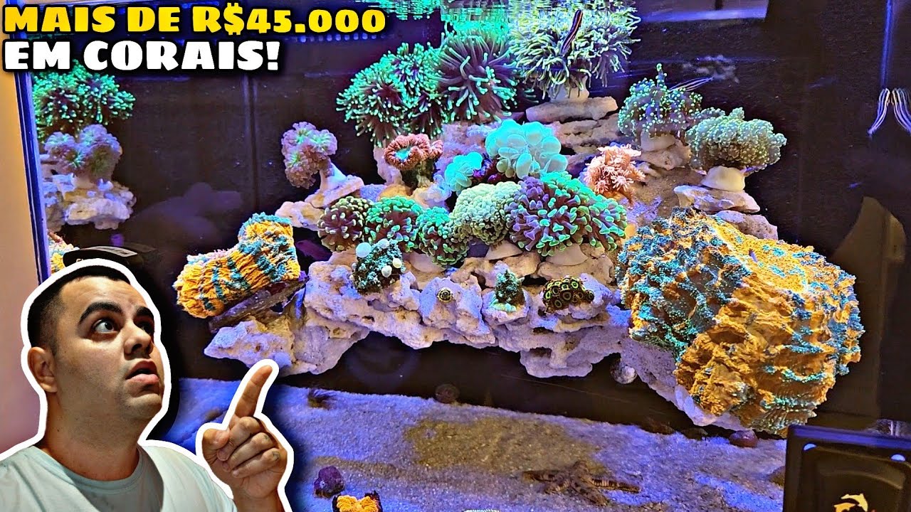 AQUÁRIO MARINHO DE 70L COM MAIS DE R$45.000 EM CORAIS