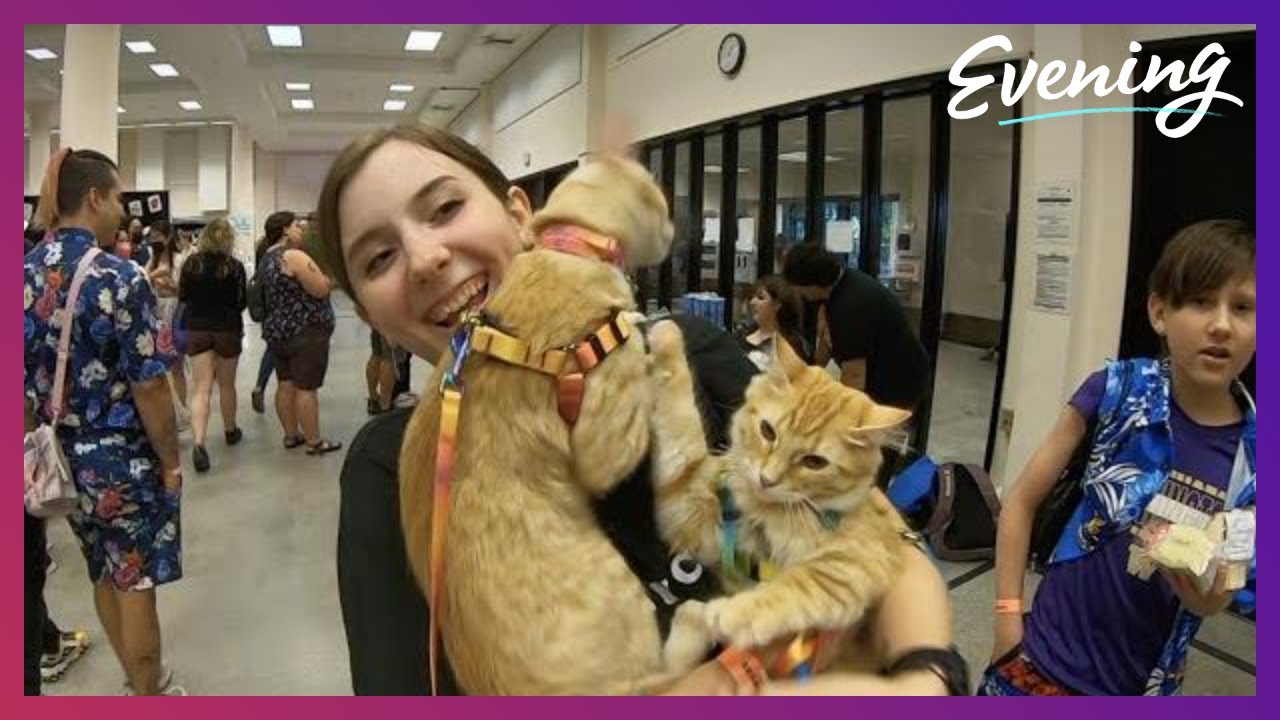 Sea-Meow: A purrrfect Seattle convention for cat lovers