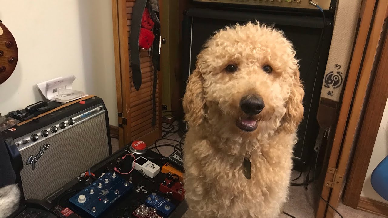 The Best Guitar For The Money That's Not A Dog! What is it? You’ll have