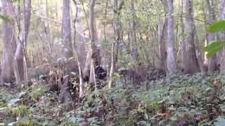 Bigfoot [Mississippi Skunk Ape]