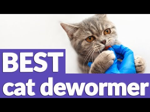 best-cat-dewormer-in-2019-|-6-top-rated-cat-dewormers