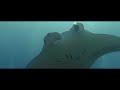 Maldives Scuba Diving 2020 (Gopro Hero 9 Black)