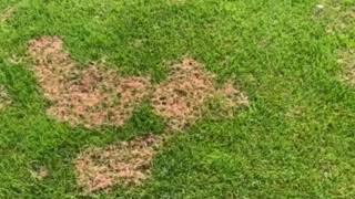 What is Red Thread | Lawn Disease