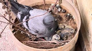 Pigeon feeds her new born baby # beautiful nature #youtubeshorts #nature #youtube # mother