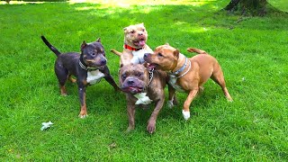 Bully pack play time and special shoutout!