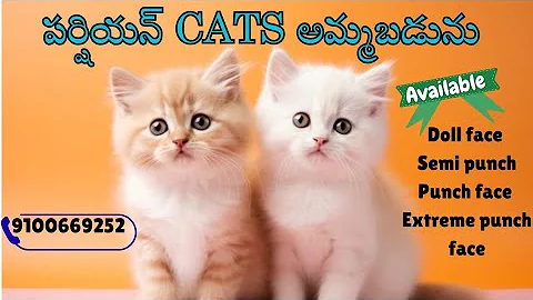 Video 11853651: quality persian cat