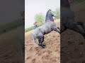 جدع زرگ حديدي ملكي