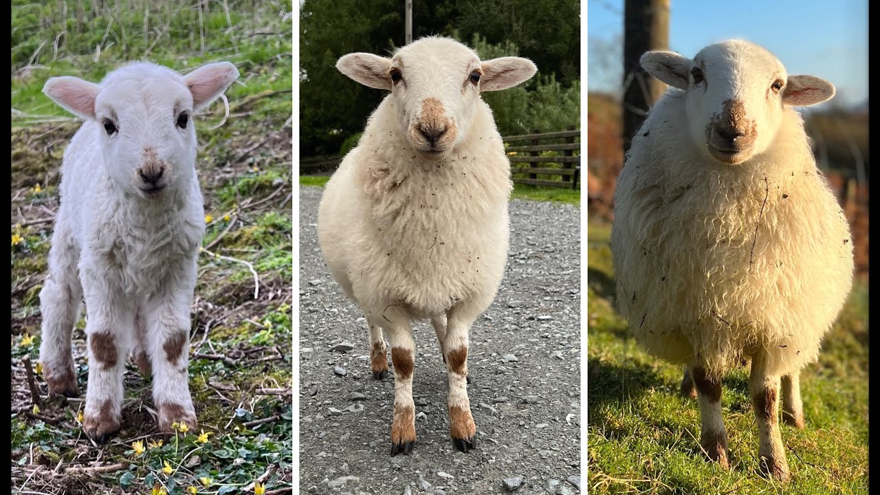 Life Of A Pet Lamb YouTube