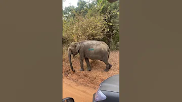 ය ල වන න තර ඉන න වන අල සහ අල ප ට ය Wild Elephant Witn Baby Yala Forest Sortvideo 