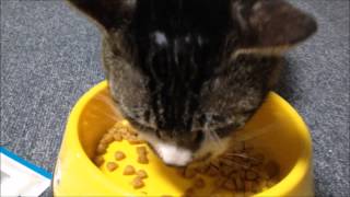 ロイヤルカナン　低分子プロテインあげてみたよ。猫の食事療法　【猫動画　ネコのリキちゃん】