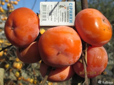 Купить Саженцы Хурмы Морозостойкие В Белгородской Области