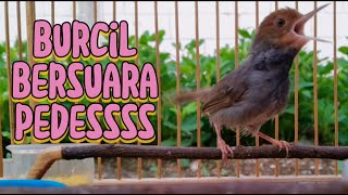 Suara burung kecil pedes. Coba putar pasti burung lain langsung kaget dan nyaut ikut bunyi emosi