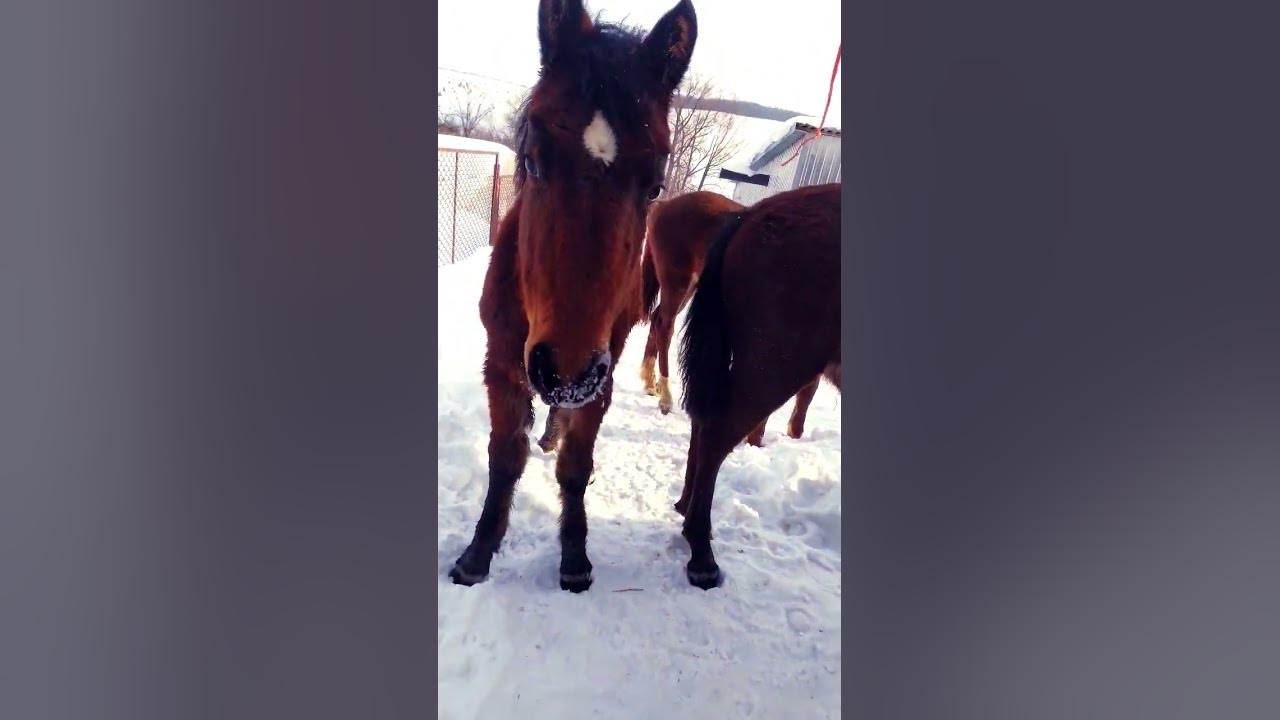 лошади/Орловская рысистая/Донская,дончак/Тяжеловозы🐎 - YouTube