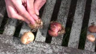 Different Types Of Bulbs Stepbystep Gardening