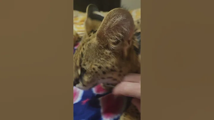 Video 11741741: serval cat, sleepy cat