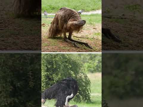 Video: Er struds og emu det samme?