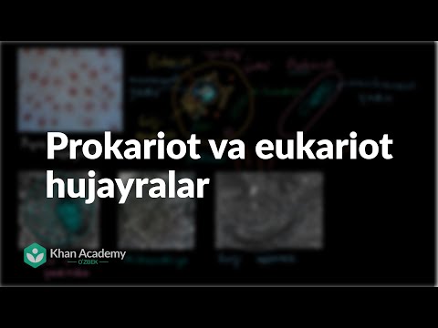 Video: Prokaryotik va eukaryotik hujayralar o'rtasidagi farq nima?