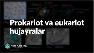 Prokariot va eukariot hujayralar | Hujayra strukturasi | Biologiya