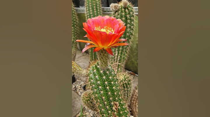 Cactus Flower Update: KA.2017.0056 #cactus #flowers #nature #gardening #cactusjerk