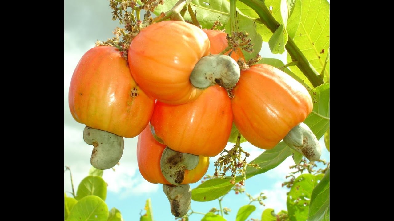 Top 16 Beautiful Fruits in the World | KRISHNA KUMAR.R