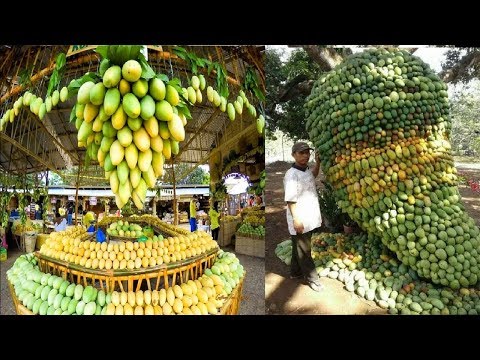 Mango Harvesting and Farming Technique A to Z | Watch Till End