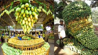 Mango Harvesting and Farming Technique A to Z  |  Watch Till End