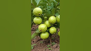 🌿Grow Guava Tree Faster with These Simple Tips