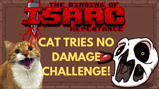 REAL CAT playing The Binding of Isaac! NO DAMAGE CHALLENGE!