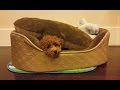 Teacup Poodle! Teacup Poodle!